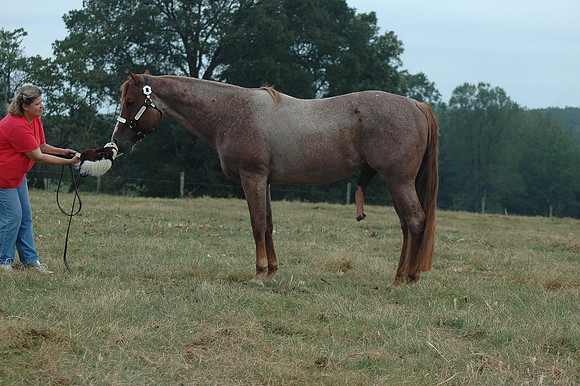 DSC_0333.JPG